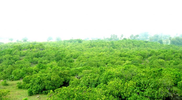 काजू जहां 30 से 40 रुपये किलो बिकता है, वह है झाऱखंड का नाला काजू जहां 30 से 40 रुपये किलो बिकता है, वह है झाऱखंड के जामताड़ा इलाके का एक प्रखंड नाला। झारखंड में काजू की खेती के लिए उपयुक्त जमीन है।