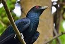 कोयल, बसंत में अब तुम्हारे कूकने का बेसब्री से इंतज़ार है ! कोयल का आवाज में बसंत गाता है। सरसों के पीले फूलों की गंध से बसंत महकता है। आम के मंजर की मादक गंध किसे न भाती।