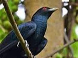 कोयल, बसंत में अब तुम्हारे कूकने का बेसब्री से इंतज़ार है ! कोयल का आवाज में बसंत गाता है। सरसों के पीले फूलों की गंध से बसंत महकता है। आम के मंजर की मादक गंध किसे न भाती।