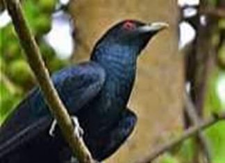 कोयल, बसंत में अब तुम्हारे कूकने का बेसब्री से इंतज़ार है ! कोयल का आवाज में बसंत गाता है। सरसों के पीले फूलों की गंध से बसंत महकता है। आम के मंजर की मादक गंध किसे न भाती।