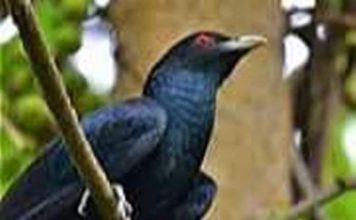 कोयल, बसंत में अब तुम्हारे कूकने का बेसब्री से इंतज़ार है ! कोयल का आवाज में बसंत गाता है। सरसों के पीले फूलों की गंध से बसंत महकता है। आम के मंजर की मादक गंध किसे न भाती।