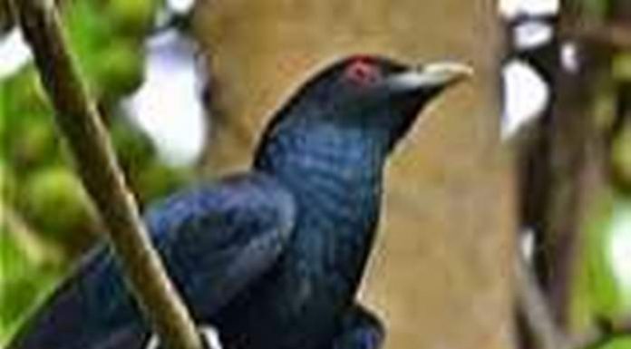 कोयल, बसंत में अब तुम्हारे कूकने का बेसब्री से इंतज़ार है ! कोयल का आवाज में बसंत गाता है। सरसों के पीले फूलों की गंध से बसंत महकता है। आम के मंजर की मादक गंध किसे न भाती।