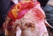 गांधीजी ने जब बकरे की बलि रोकने पर लोगों को विवश कर दिया गांधीजी ने बकरे की बलि रोकने पर लोगों को विवश कर धर्म की शिक्षा दी थी। चंपारण सत्याग्रह के दिनों की बात है। गांधीजी वहीं एक गांव में रुके हुए थे।