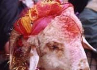 गांधीजी ने जब बकरे की बलि रोकने पर लोगों को विवश कर दिया गांधीजी ने बकरे की बलि रोकने पर लोगों को विवश कर धर्म की शिक्षा दी थी। चंपारण सत्याग्रह के दिनों की बात है। गांधीजी वहीं एक गांव में रुके हुए थे।