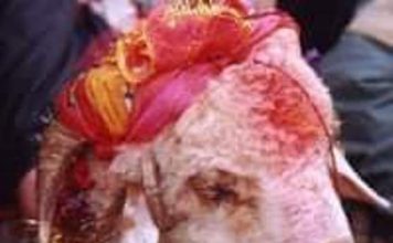 गांधीजी ने जब बकरे की बलि रोकने पर लोगों को विवश कर दिया गांधीजी ने बकरे की बलि रोकने पर लोगों को विवश कर धर्म की शिक्षा दी थी। चंपारण सत्याग्रह के दिनों की बात है। गांधीजी वहीं एक गांव में रुके हुए थे।