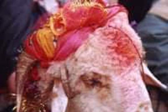 गांधीजी ने जब बकरे की बलि रोकने पर लोगों को विवश कर दिया गांधीजी ने बकरे की बलि रोकने पर लोगों को विवश कर धर्म की शिक्षा दी थी। चंपारण सत्याग्रह के दिनों की बात है। गांधीजी वहीं एक गांव में रुके हुए थे।