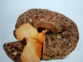 दीवाली पर सूरन की सब्जी जरूर खाएं, छूंछूंदर बनने से बचें सूरन की सब्जी खाने की परंपरा के पीछे इसका चिकित्सकीय महत्व बताया जाता है। इसमें कई विटामिन्स और खनिज पाए जाते हैं।