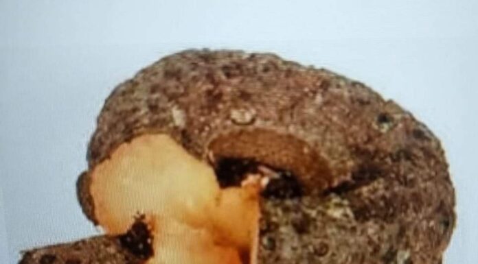 दीवाली पर सूरन की सब्जी जरूर खाएं, छूंछूंदर बनने से बचें सूरन की सब्जी खाने की परंपरा के पीछे इसका चिकित्सकीय महत्व बताया जाता है। इसमें कई विटामिन्स और खनिज पाए जाते हैं।